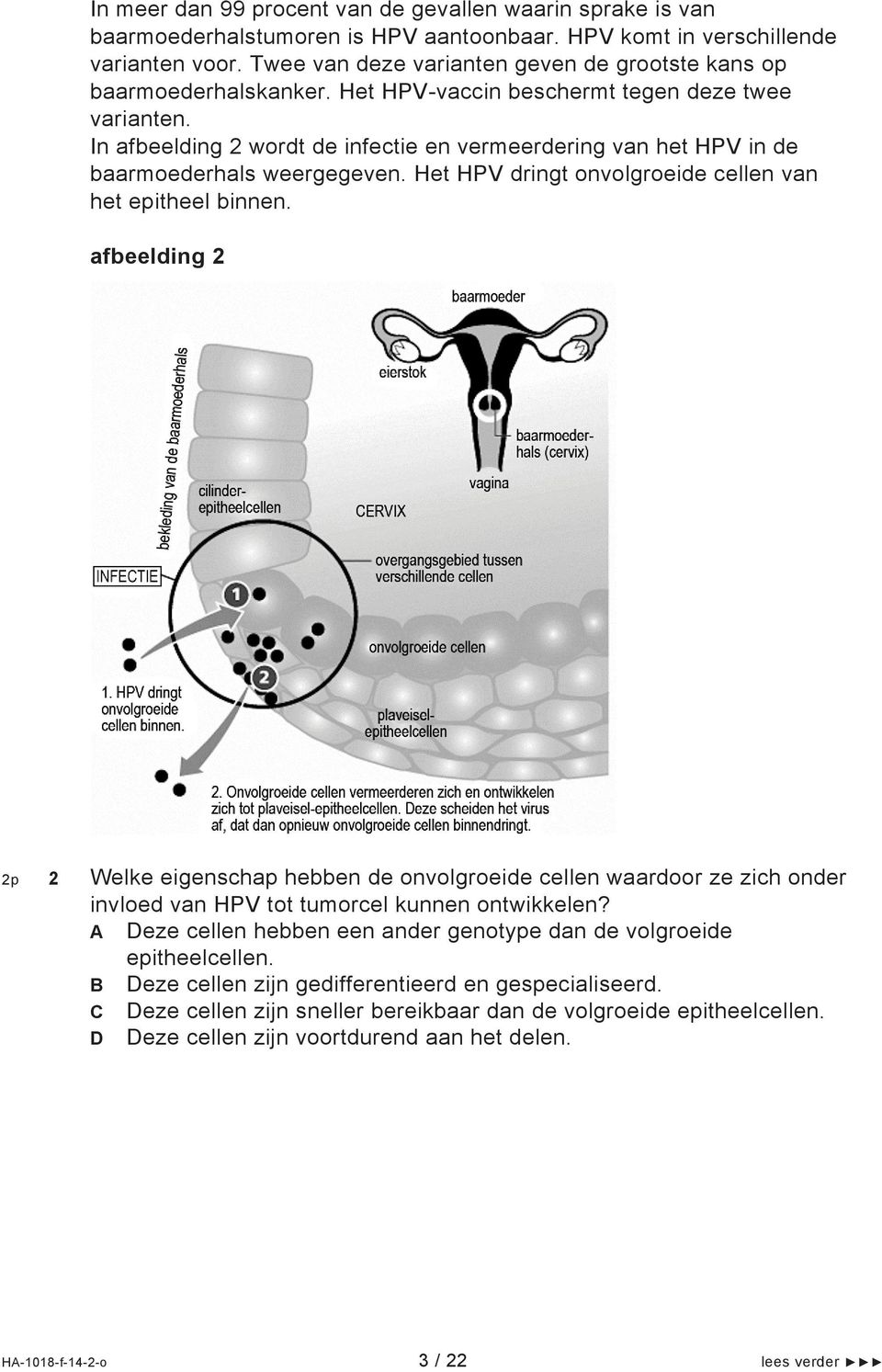 In afbeelding 2 wordt de infectie en vermeerdering van het HPV in de baarmoederhals weergegeven. Het HPV dringt onvolgroeide cellen van het epitheel binnen.