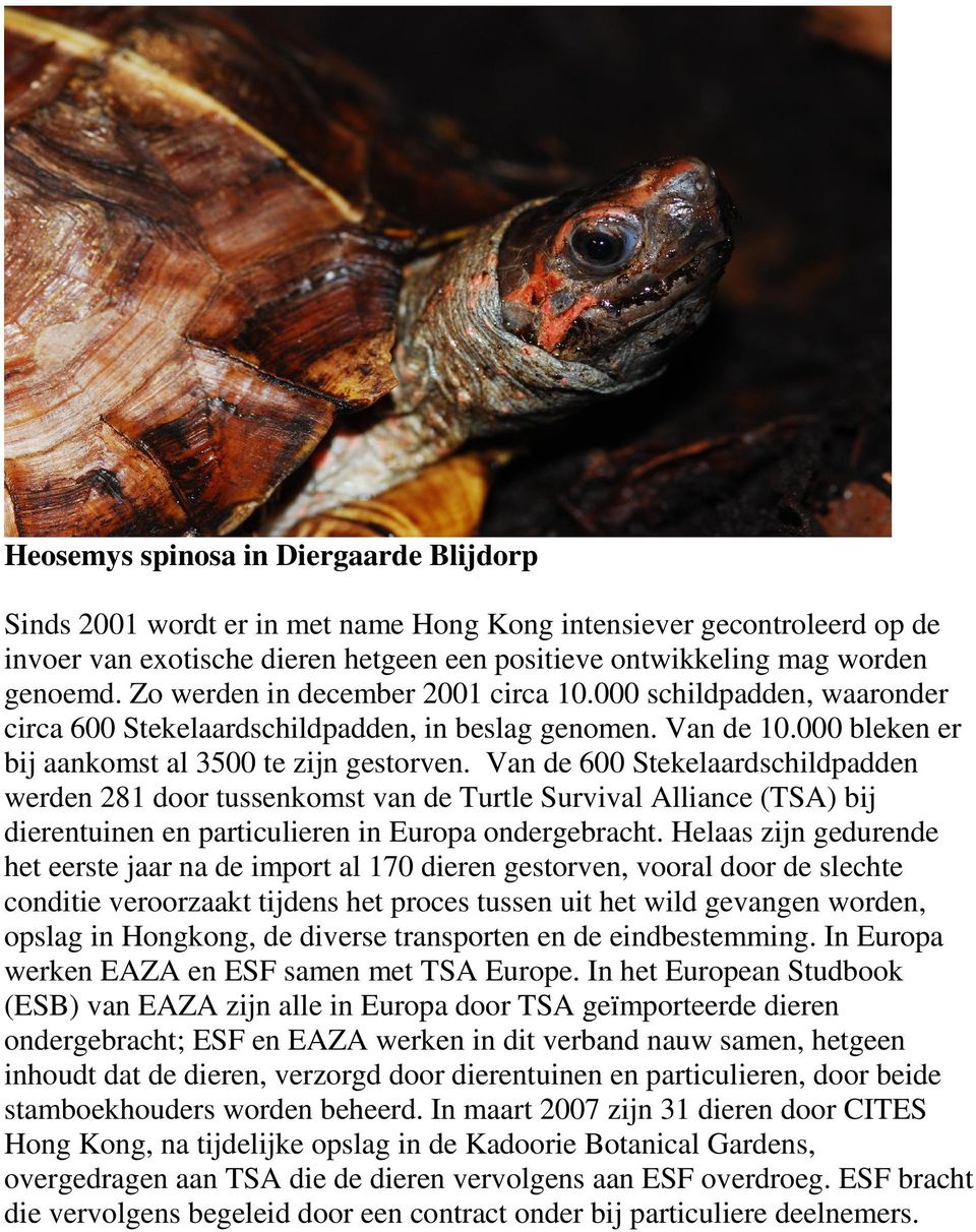 Van de 600 Stekelaardschildpadden werden 281 door tussenkomst van de Turtle Survival Alliance (TSA) bij dierentuinen en particulieren in Europa ondergebracht.