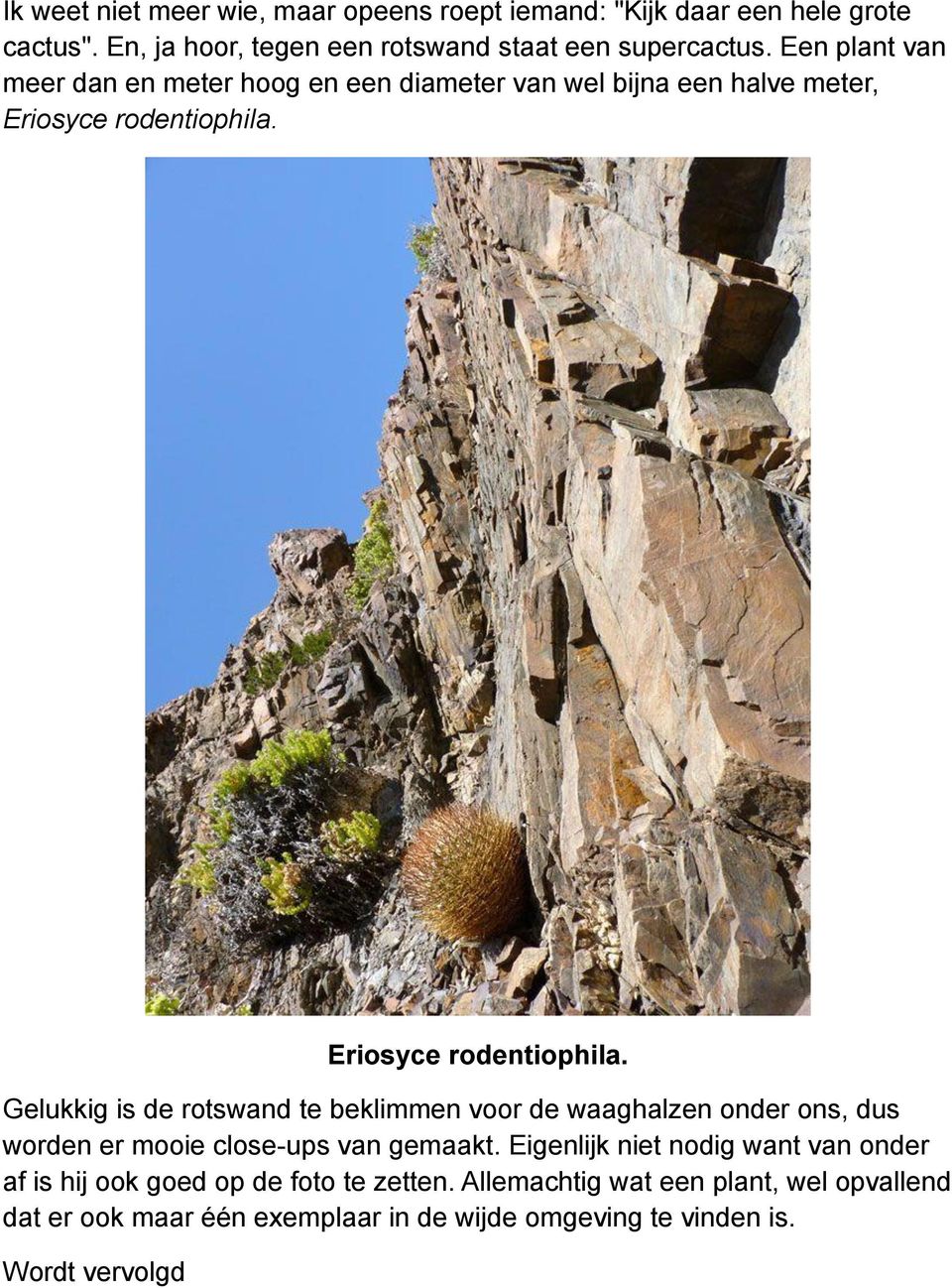 Eriosyce rodentiophila. Gelukkig is de rotswand te beklimmen voor de waaghalzen onder ons, dus worden er mooie close-ups van gemaakt.