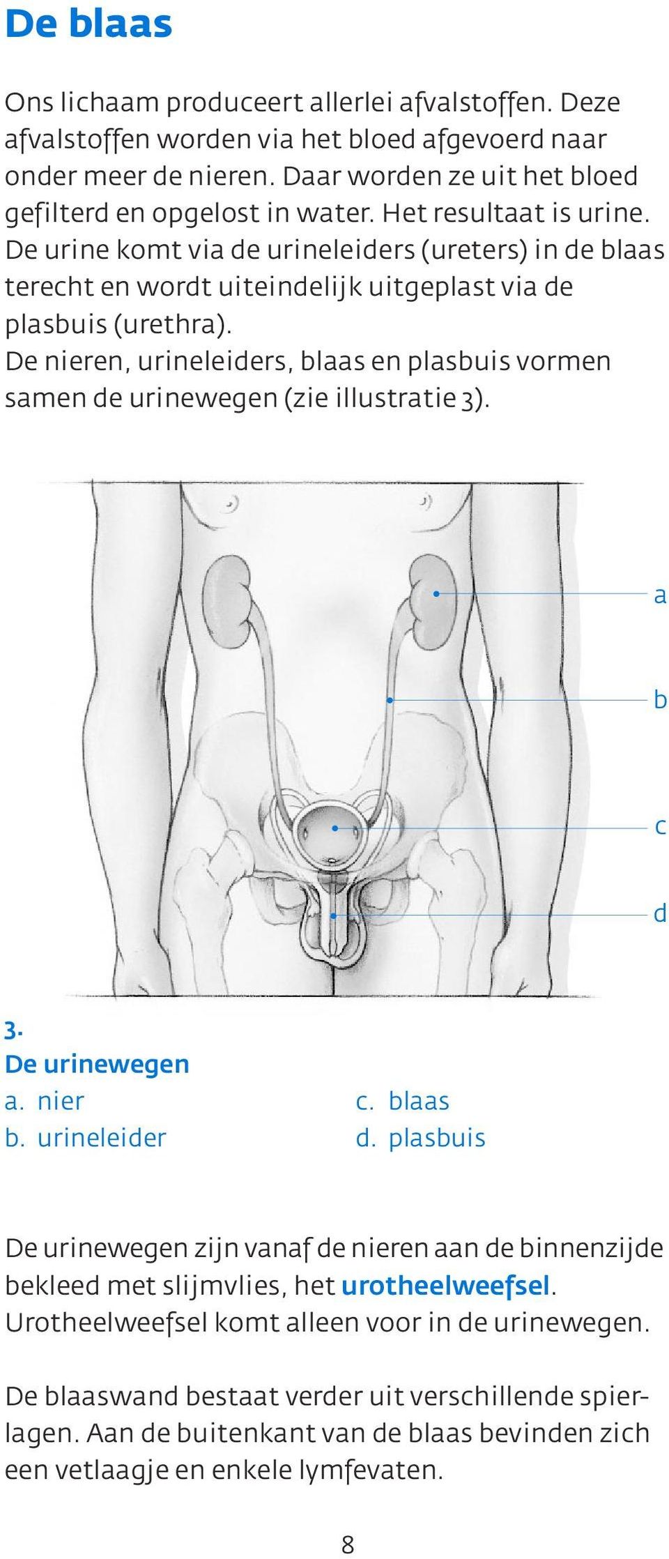 De nieren, urineleiders, blaas en plasbuis vormen samen de urinewegen (zie illustratie 3). a b c d 3. De urinewegen a. nier b. urineleider c. blaas d.