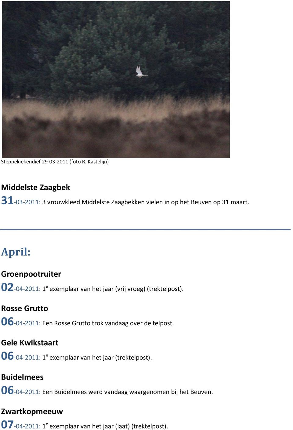 April: Groenpootruiter 02-04-2011: 1 e exemplaar van het jaar (vrij vroeg) (trektelpost).