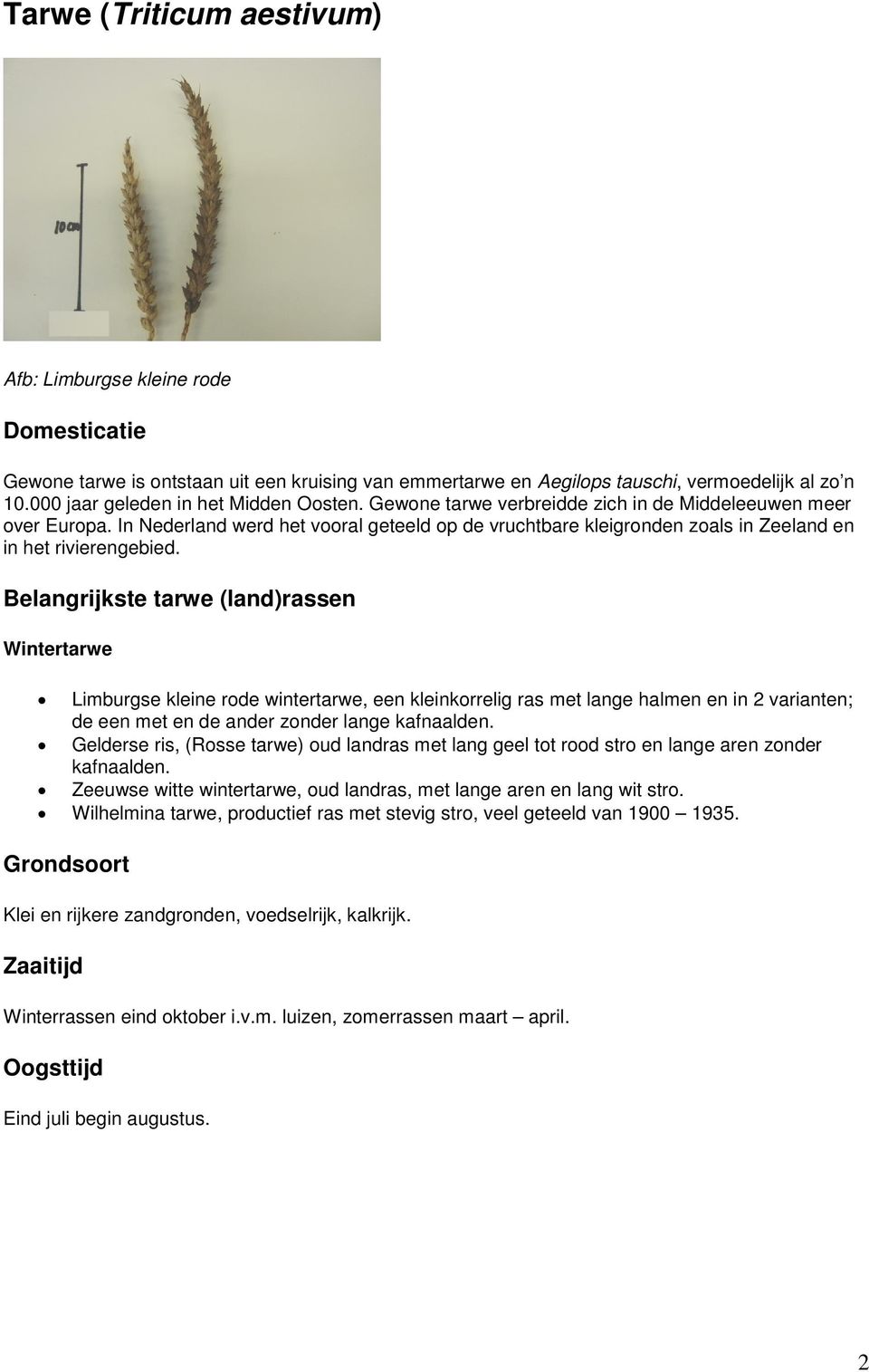 Belangrijkste tarwe (land)rassen Wintertarwe Limburgse kleine rode wintertarwe, een kleinkorrelig ras met lange halmen en in 2 varianten; de een met en de ander zonder lange kafnaalden.