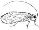 Jaarverslag werkgroep Trichoptera 2012 David Tempelman & Koen Lock In het jaar 2012 werd heel wat onderzoek uitgevoerd naar schietmotten en dit leverde het nodige aan bijzondere waarnemingen op.