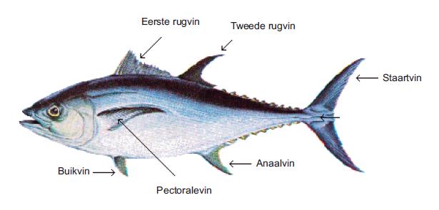 Factsheet Tonijn Versie mei 2016 Tonijn algemeen Tonijn is een verzamelnaam voor een aantal soorten migrerende pelagische oceaanvissen en is onderdeel van de familie der makreelachtigen (Scombridae).