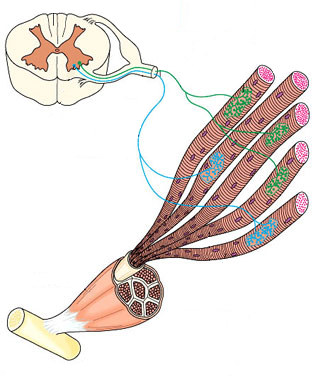 Spieren en motorische eenheden Ruggenm Axon Cellichaa Spiervezel Pees Bot Spierbun neuronen cellichaam gelegen in ruggenmerg of hersenstam Axonen verlaten ruggenmerg langs ventrale wortels verlaten