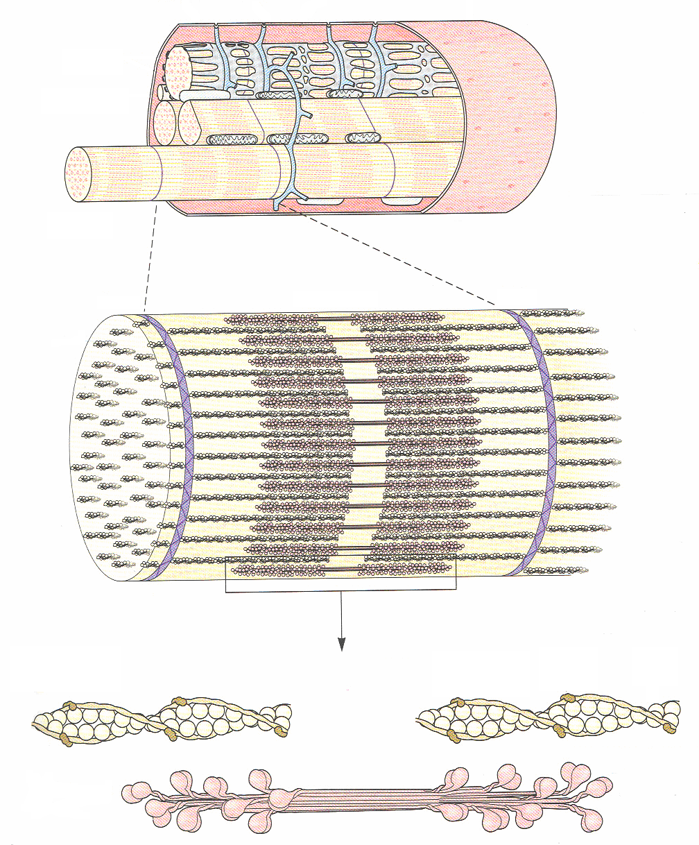 grote aantallen van mitochondriën celmembraan = sarcolemma specifieke spiercelorganellen membraneuze sacroplasmatisch reticulum (~endoplasmatisch reticulum) grote bundels micorfibrillen donkere en