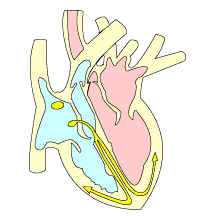 Pathofysiology Very rapid and irregular activation of atria (400-600/min.