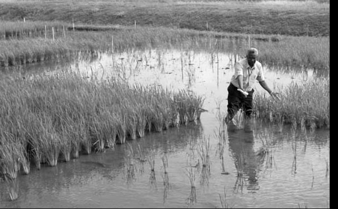 2 Beschrijf in drie stappen hoe door genetische modificatie rijstplanten kunnen worden verkregen die langdurige overstromingen weerstaan.