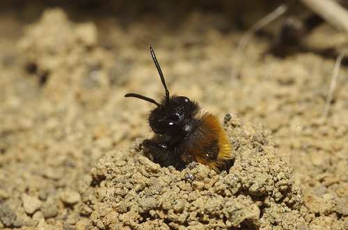 Solitaire bijen Elk vrouwtje zorgt alleen voor haar nest en jongen nest Zandbijen (Andrena soorten) cel pop larf Groepen bijen Honingbijen (1) Hommels (29) (7) Zandbijen (72) Wespbijen (43)