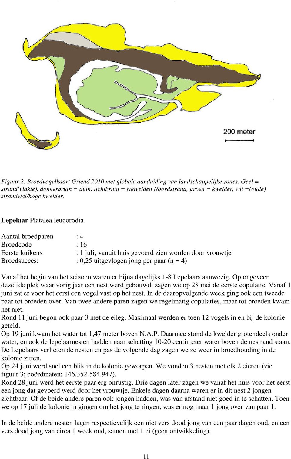 Lepelaar Platalea leucorodia Aantal broedparen : 4 Broedcode : 16 Eerste kuikens : 1 juli; vanuit huis gevoerd zien worden door vrouwtje Broedsucces: : 0,25 uitgevlogen jong per paar (n = 4) Vanaf