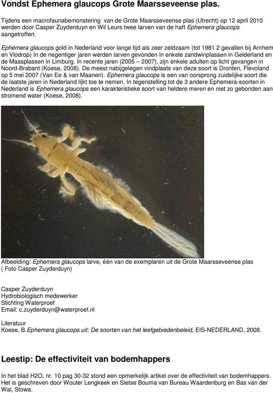 Ephemera glaucops gold in Nederland voor lange tijd als zeer zeldzaam (tot 1981 2 gevallen bij Arnhem en Vlodrop) In de negentiger jaren werden larven gevonden in enkele zandwinplassen in Gelderland