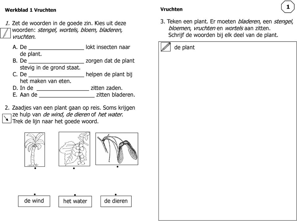 bladeren 3 Teken een plant Er moeten bladeren, een stengel, bloemen, vruchten en wortels aan zitten Schrijf de woorden bij elk deel van de plant de