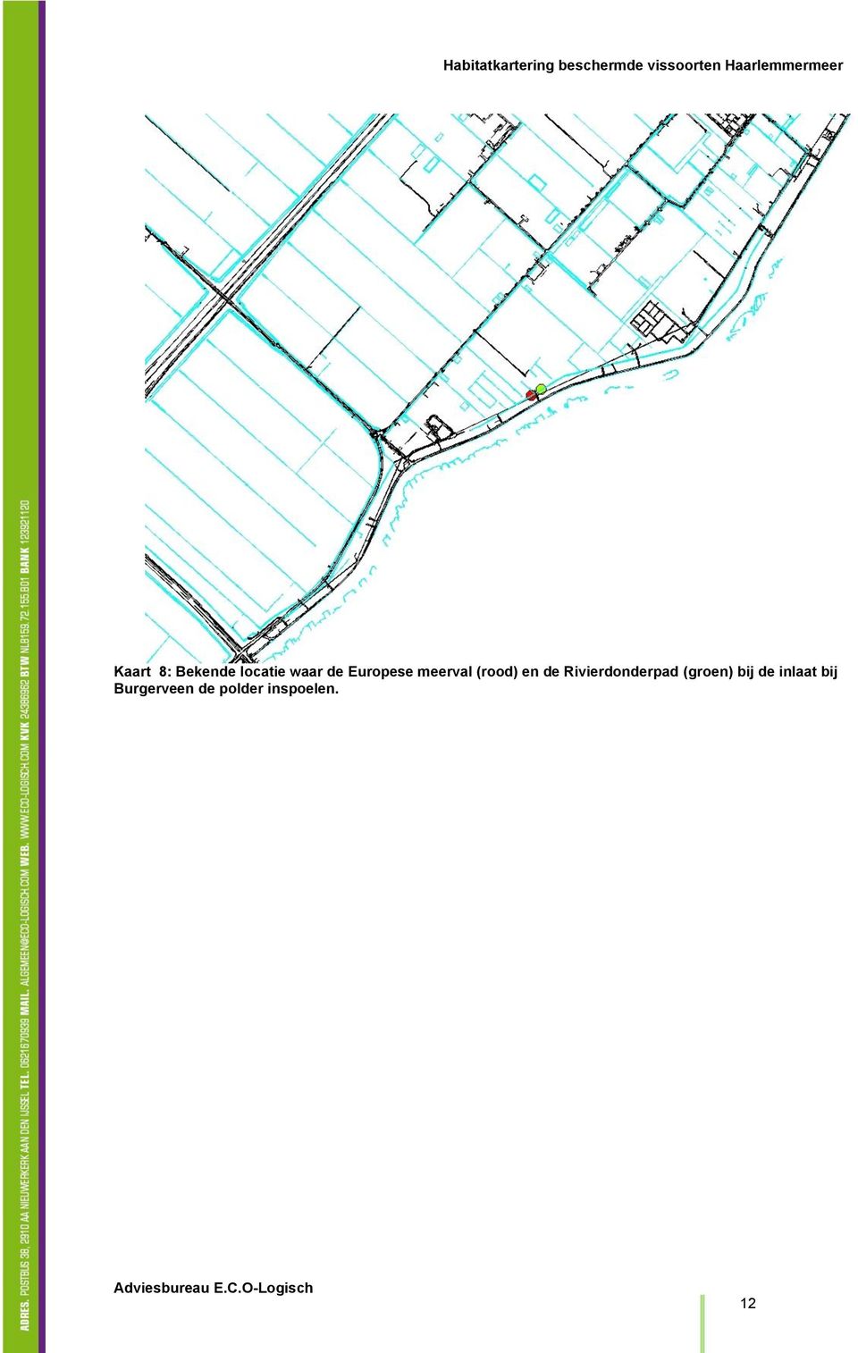 Rivierdonderpad (groen) bij de