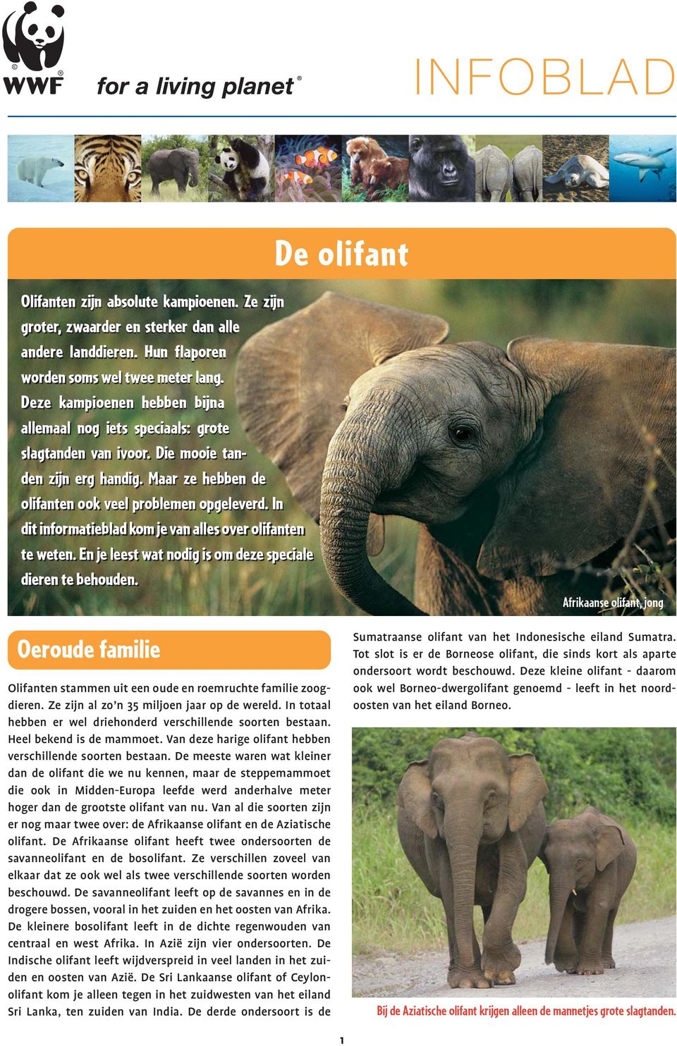 In dit informatieblad kom je van alles over olifanten te weten. En je leest wat nodig is om deze speciale dieren te behouden.