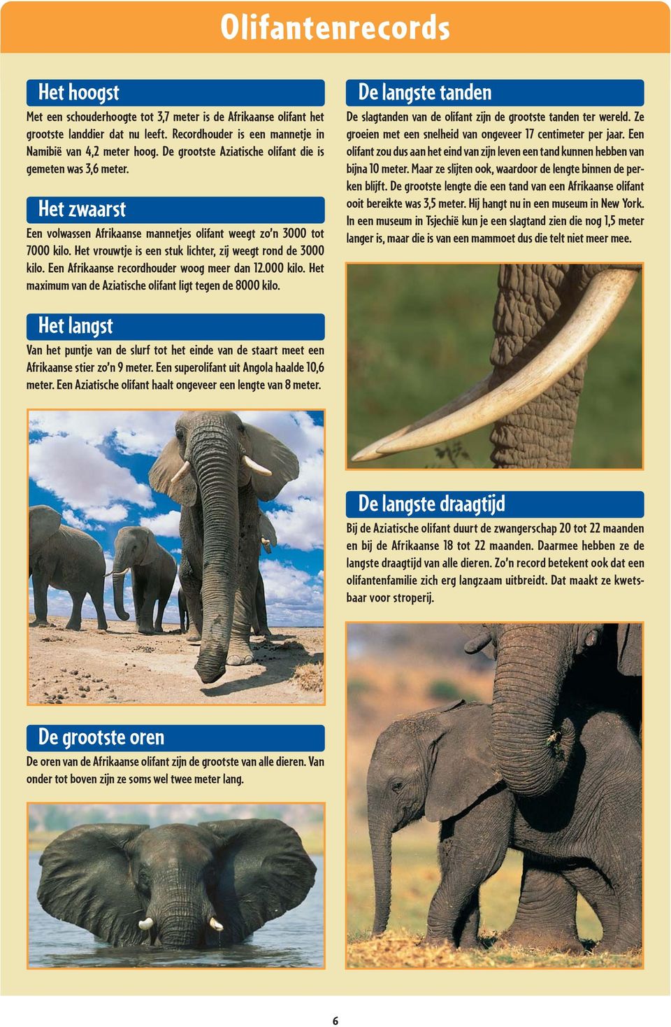 Het vrouwtje is een stuk lichter, zij weegt rond de 3000 kilo. Een Afrikaanse recordhouder woog meer dan 12.000 kilo. Het maximum van de Aziatische olifant ligt tegen de 8000 kilo.