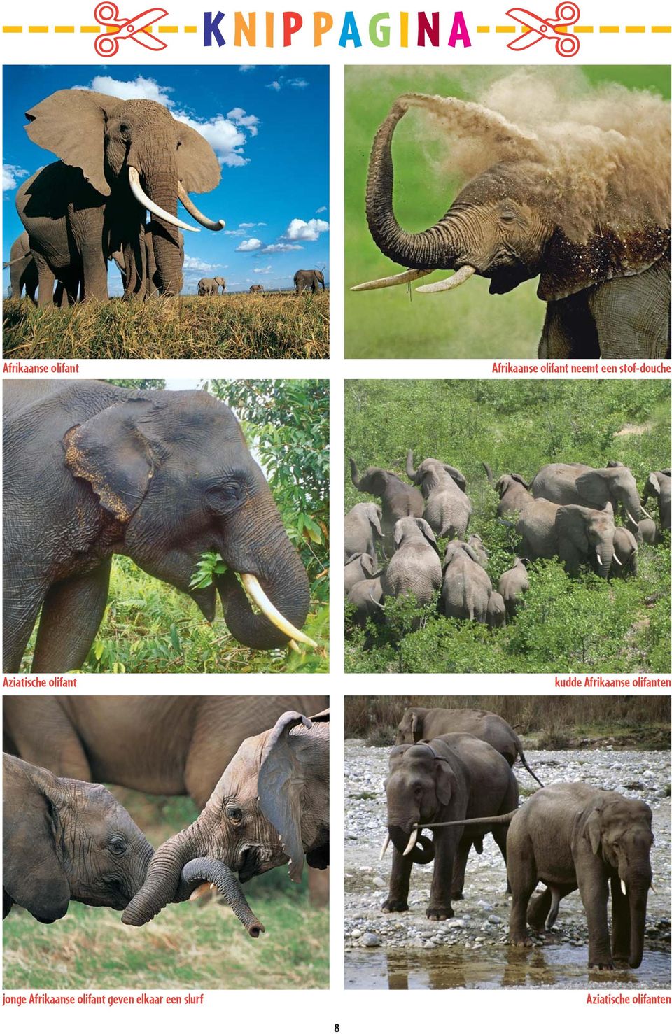 kudde Afrikaanse olifanten jonge Afrikaanse