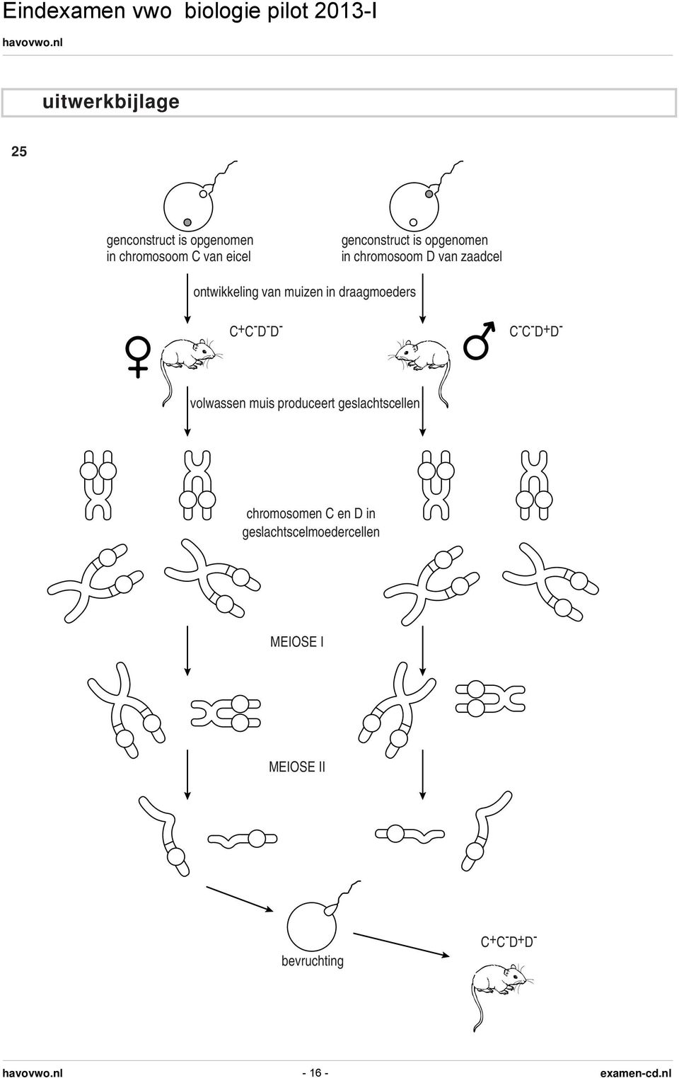 - D - D - C - C - D + D - volwassen muis produceert geslachtscellen chromosomen C en