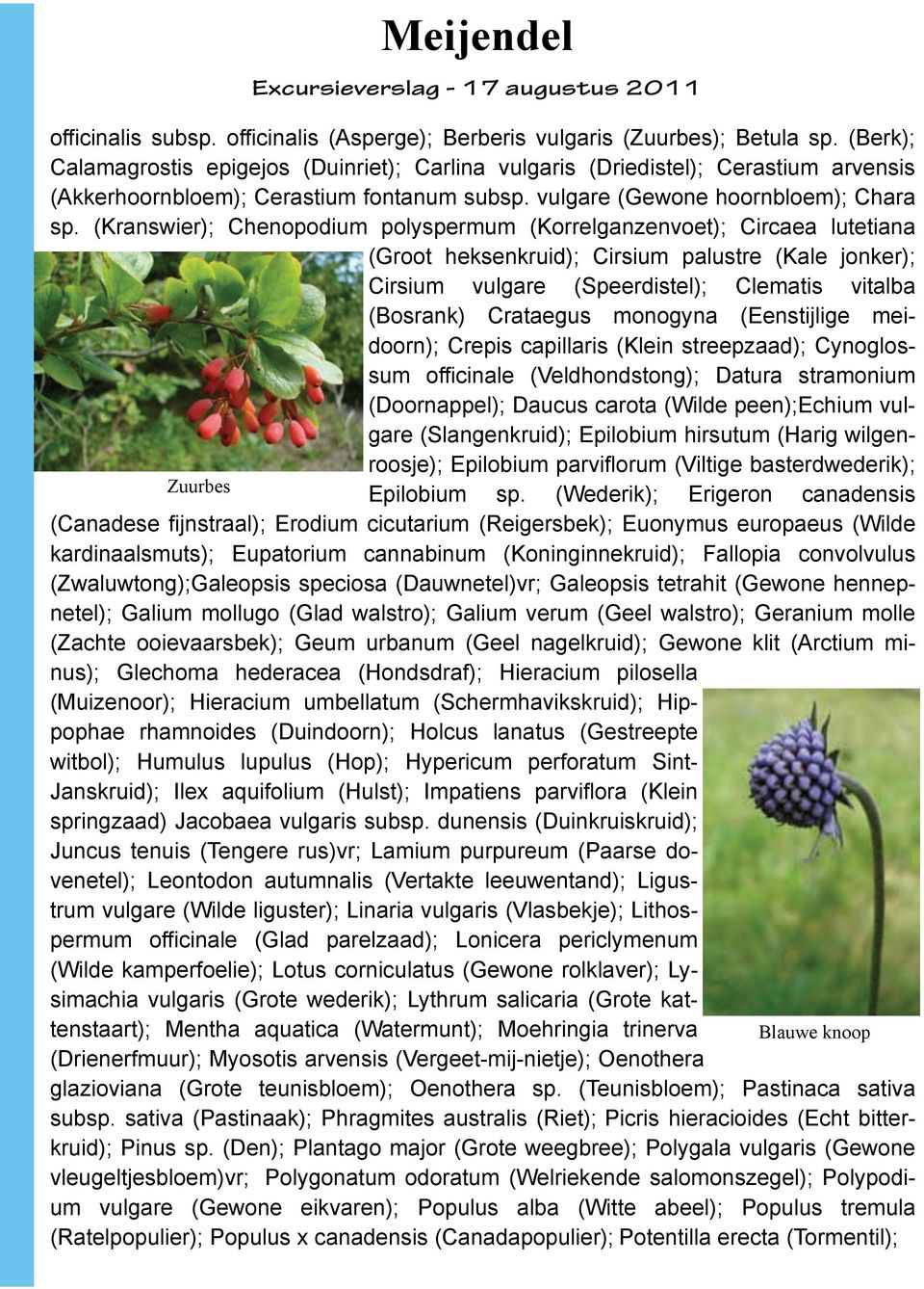 (Kranswier); Chenopodium polyspermum (Korrelganzenvoet); Circaea lutetiana (Groot heksenkruid); Cirsium palustre (Kale jonker); Cirsium vulgare (Speerdistel); Clematis vitalba (Bosrank) Crataegus
