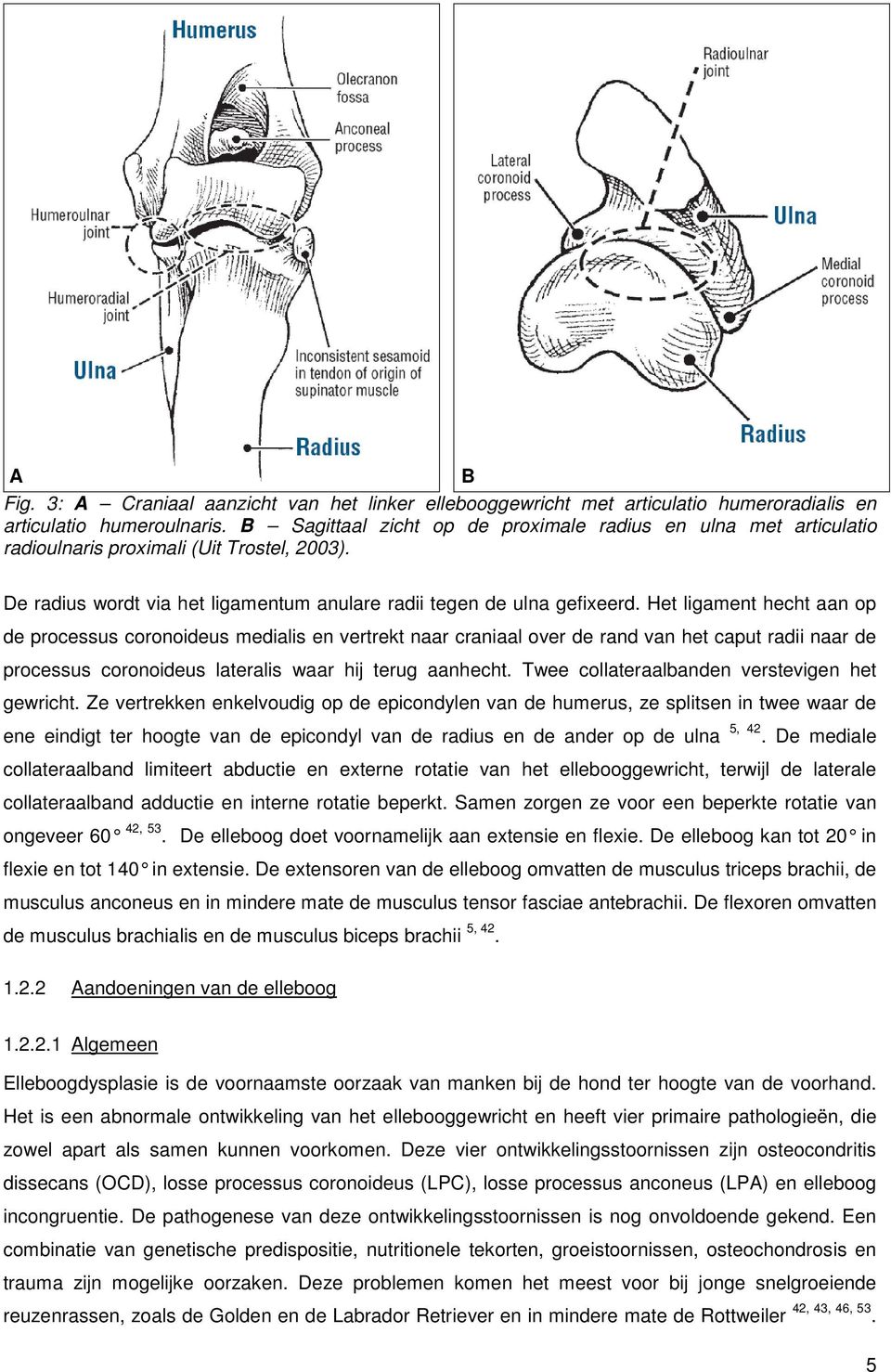 Het ligament hecht aan op de processus coronoideus medialis en vertrekt naar craniaal over de rand van het caput radii naar de processus coronoideus lateralis waar hij terug aanhecht.