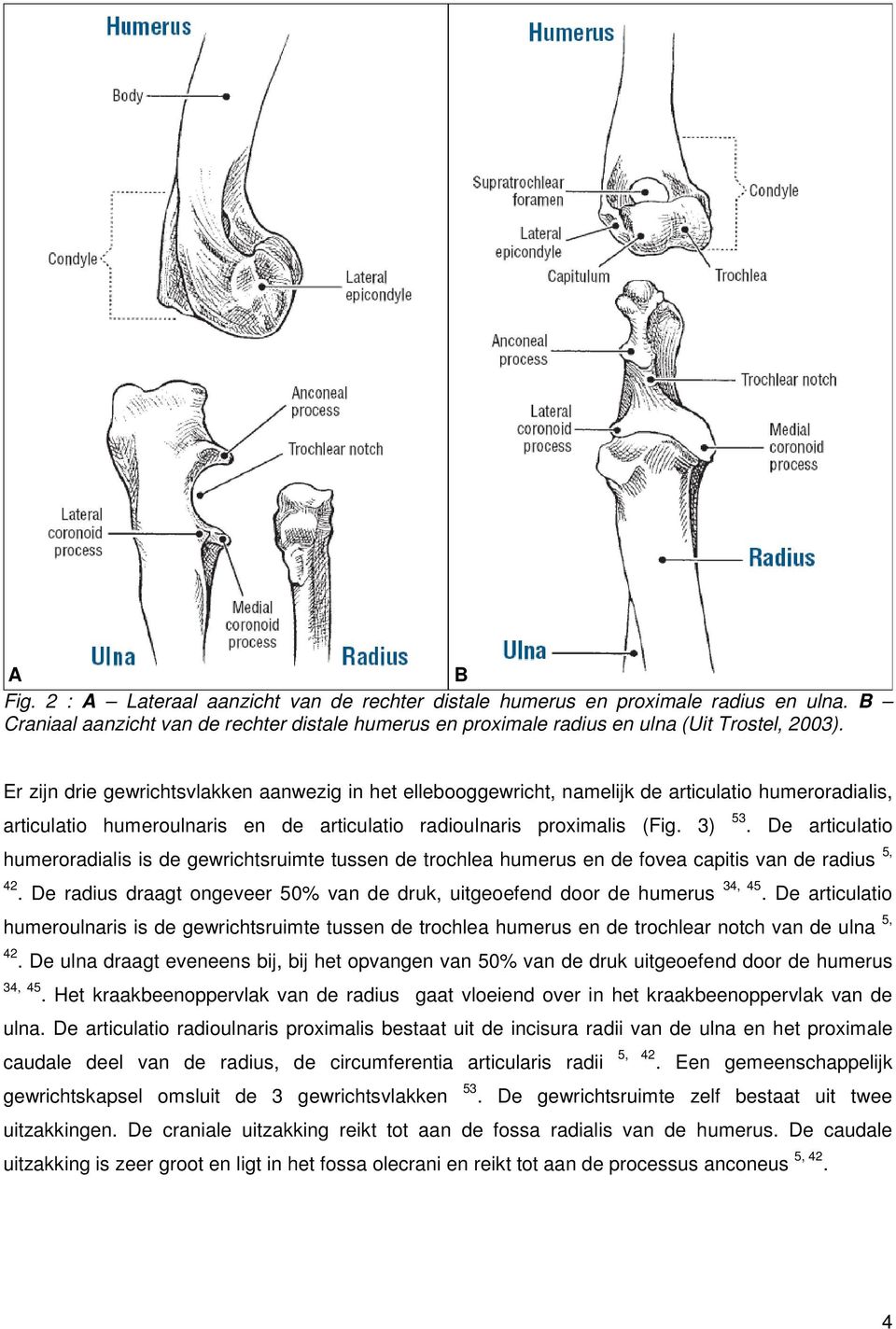 De articulatio humeroradialis is de gewrichtsruimte tussen de trochlea humerus en de fovea capitis van de radius 5, 42. De radius draagt ongeveer 50% van de druk, uitgeoefend door de humerus 34, 45.