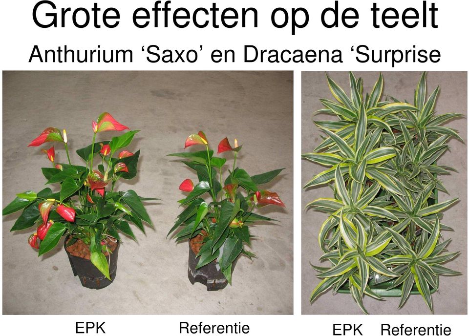 en Dracaena Surprise