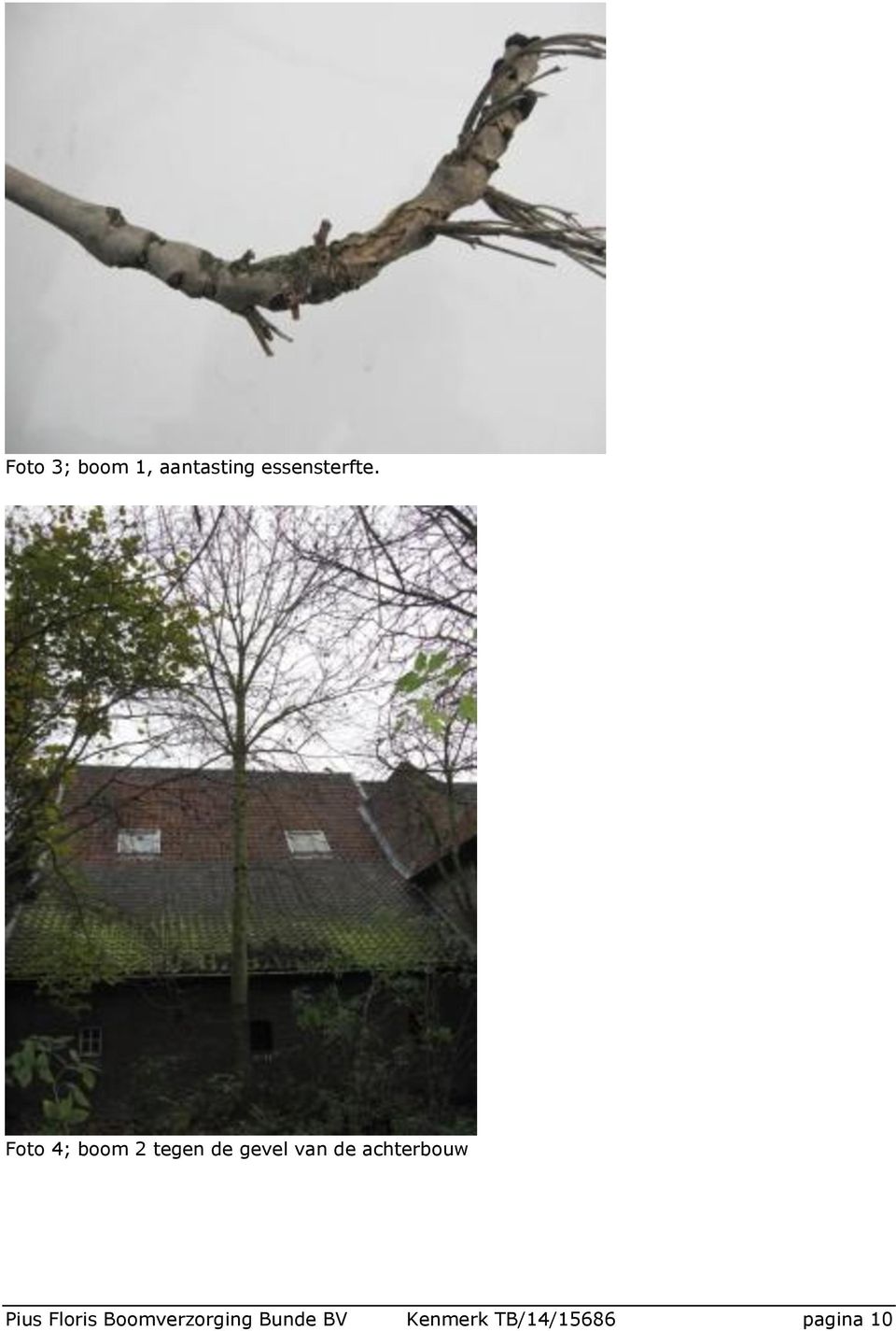 Foto 4; boom 2 tegen de gevel van de