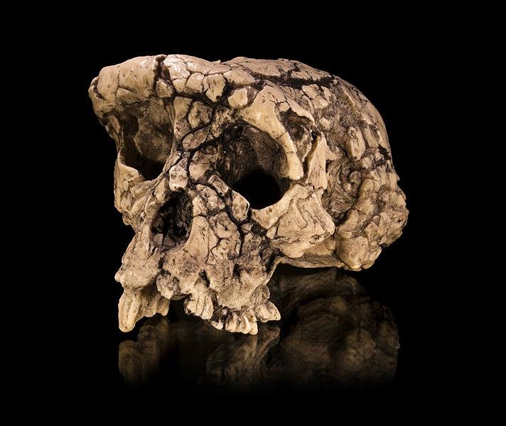 1. Pre-Australopithecus fase 7 4,5 miljoen jaar geleden Sahelanthropus