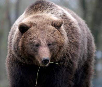 IN OUWEHANDS DIERENPARK In Ouwehands Dierenpark leven de bruine beren in Het Berenbos. Het Berenbos is een initiatief van Ouwehands Dierenpark en stichting Bears in Mind.