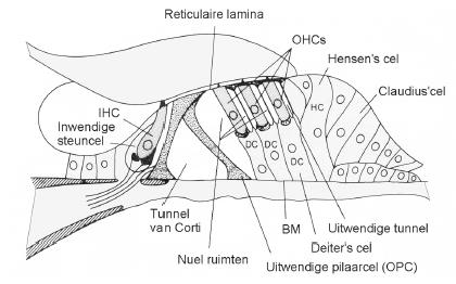 Auditief systeem Orgaan van Corti Haarcellen 1 rij inwendige