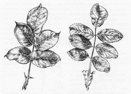 Afbeelding40.jpg veredelde rozen veredeld = 5 tallig blad, botanisch = >5 Het snoeien van veredelde rozen: Wildopslag moet altijd worden verwijderd. De roos is geoculeerd op een wilde roos.