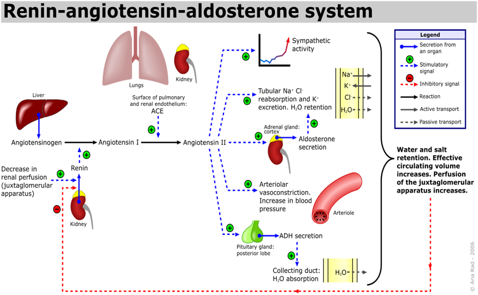 Renine-Angiotensine-Aldosteron Systeem Sympathische activiteit Lever Longen Nieren Endotheel oppervlak (longen & nieren): ACE Terugresorptie NaCl in tubuli. K-excretie.