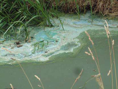 Het probleem Situatie eind jaren 80 Geëutrofieerd water met beperkt doorzicht Fosfaat 0,15-0,45 mg/l (1930 <0,02