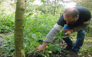 Bomen op eigen wortel De goedkoopste manier is zaailingen van gerenommeerde herkomst.