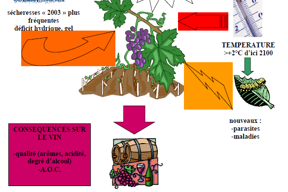 Klimaat en wijnbouw (1) impact op wijnbouw via betere fotosynthese droogte