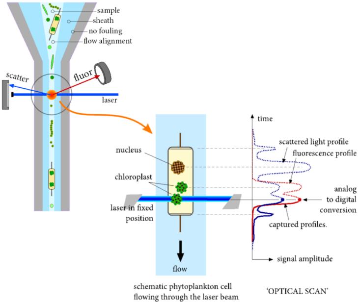 Flow cytometrie Fytoplankton cellen passeren de laserstraal uitgelijnd in de transportvloeistof Verstrooing van het licht wordt opgevangen door de forward scatter detector en side scatter detector