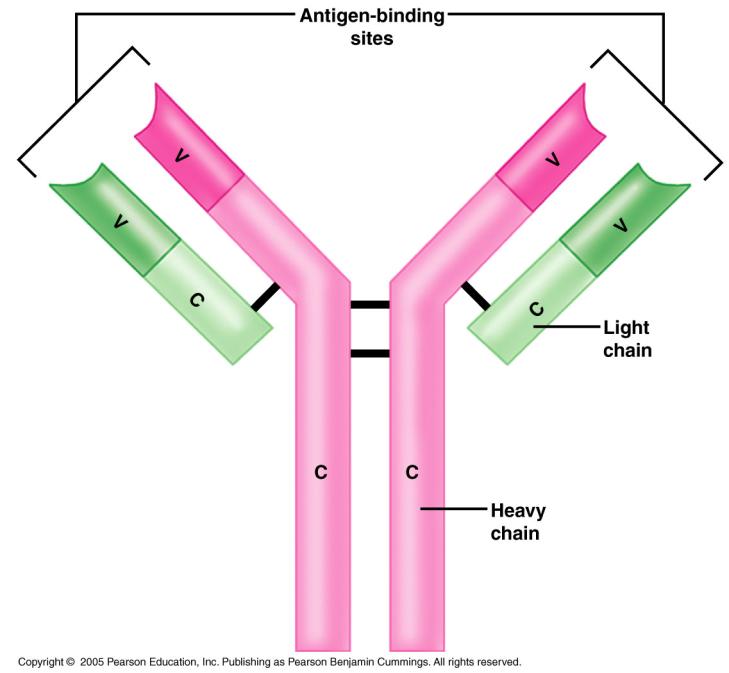 Therapeutische anti-stoffen Targeted therapies