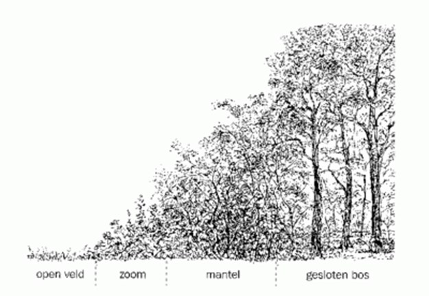 In gesloten bosgebied is uitdunnen som wat moeilijker. Daar zetten we bomen af op ongeveer 30 cm boven de grond. De hoeveelheid is zoals de blokjes aangeven. Rood is inkorten.