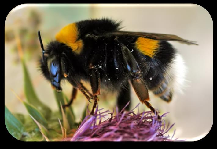 [Hommel] Algemene Naam: Hommel Wetenschappelijke Naam: Bombus Hommels lijken goed op bijen. Ze zijn dan ook familie van elkaar. Grote verschillen zijn de beharing en het nest.