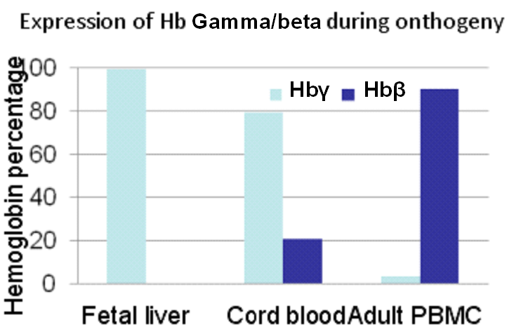 Hemoglobine ketens ondergaan een verandering tijdens de embryonale ontwikkeling Expressie van hemoglobine