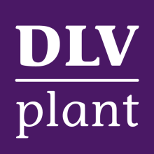 Beheersing Phytophthora in de opkweek van trayplanten aardbeien opkweek 2013 DLV Plant