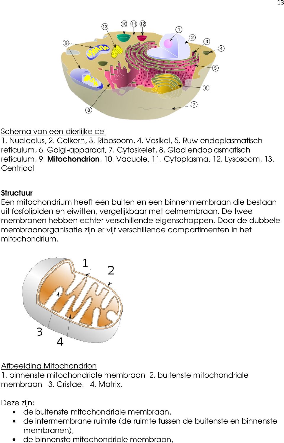 Centriool Structuur Een mitochondrium heeft een buiten en een binnenmembraan die bestaan uit fosfolipiden en eiwitten, vergelijkbaar met celmembraan.