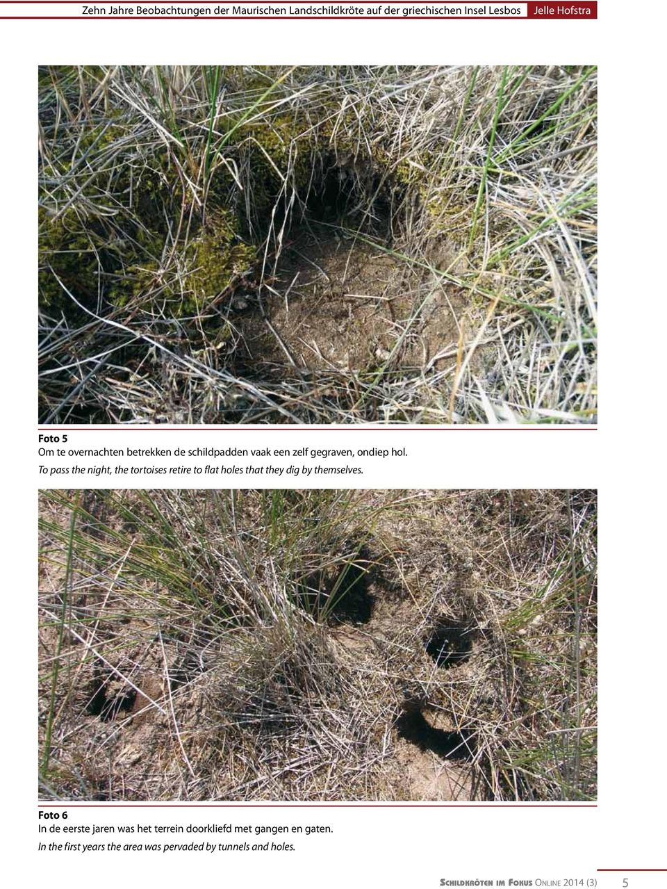 To pass the night, the tortoises retire to flat holes that they dig by themselves.