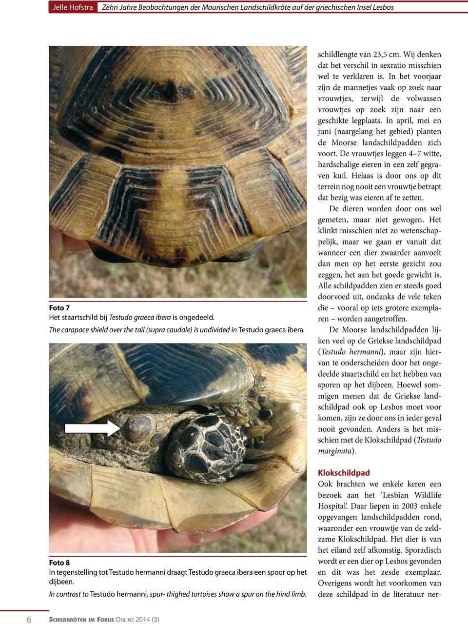 In contrast to Testudo hermanni, spur- thighed tortoises show a spur on the hind limb. schildlengte van 23,5 cm. Wij denken dat het verschil in sexratio misschien wel te verklaren is.