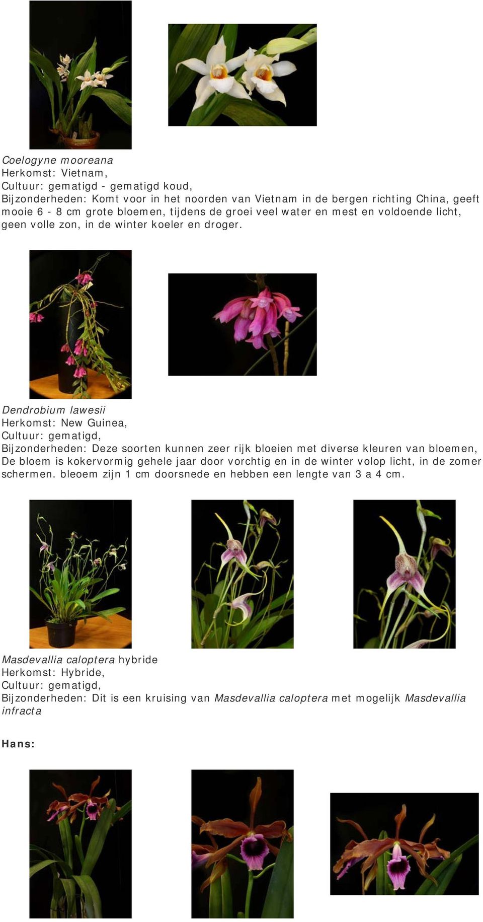 Dendrobium lawesii Herkomst: New Guinea, Bijzonderheden: Deze soorten kunnen zeer rijk bloeien met diverse kleuren van bloemen, De bloem is kokervormig gehele jaar door vorchtig en in