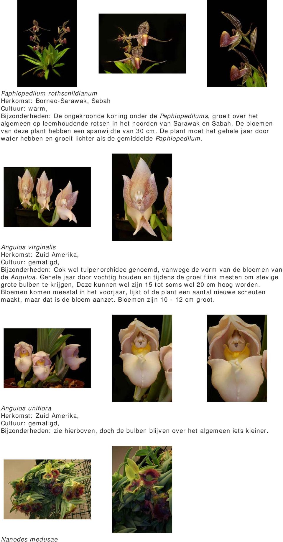 Anguloa virginalis Herkomst: Zuid Amerika, Bijzonderheden: Ook wel tulpenorchidee genoemd, vanwege de vorm van de bloemen van de Anguloa.