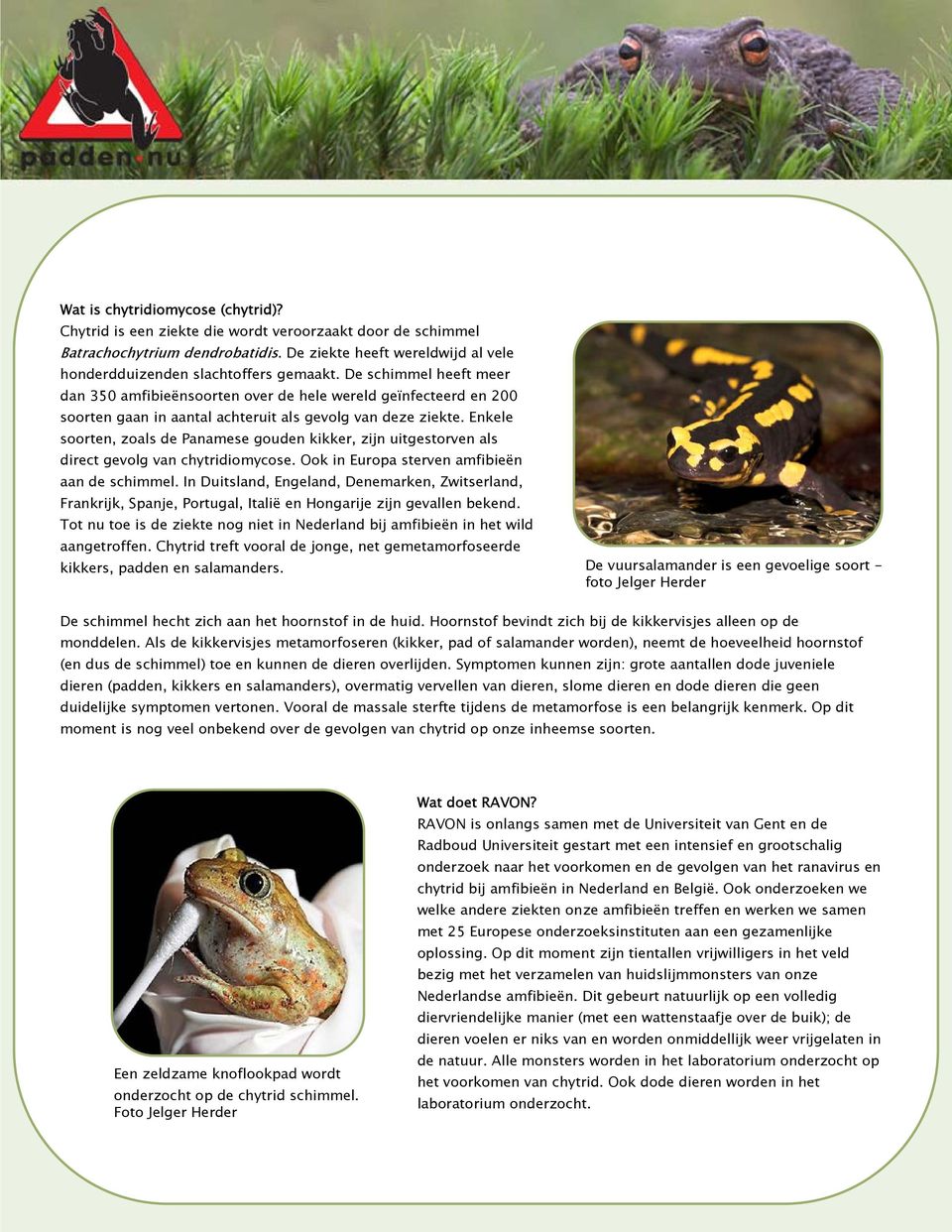 Enkele soorten, zoals de Panamese gouden kikker, zijn uitgestorven als direct gevolg van chytridiomycose. Ook in Europa sterven amfibieën aan de schimmel.