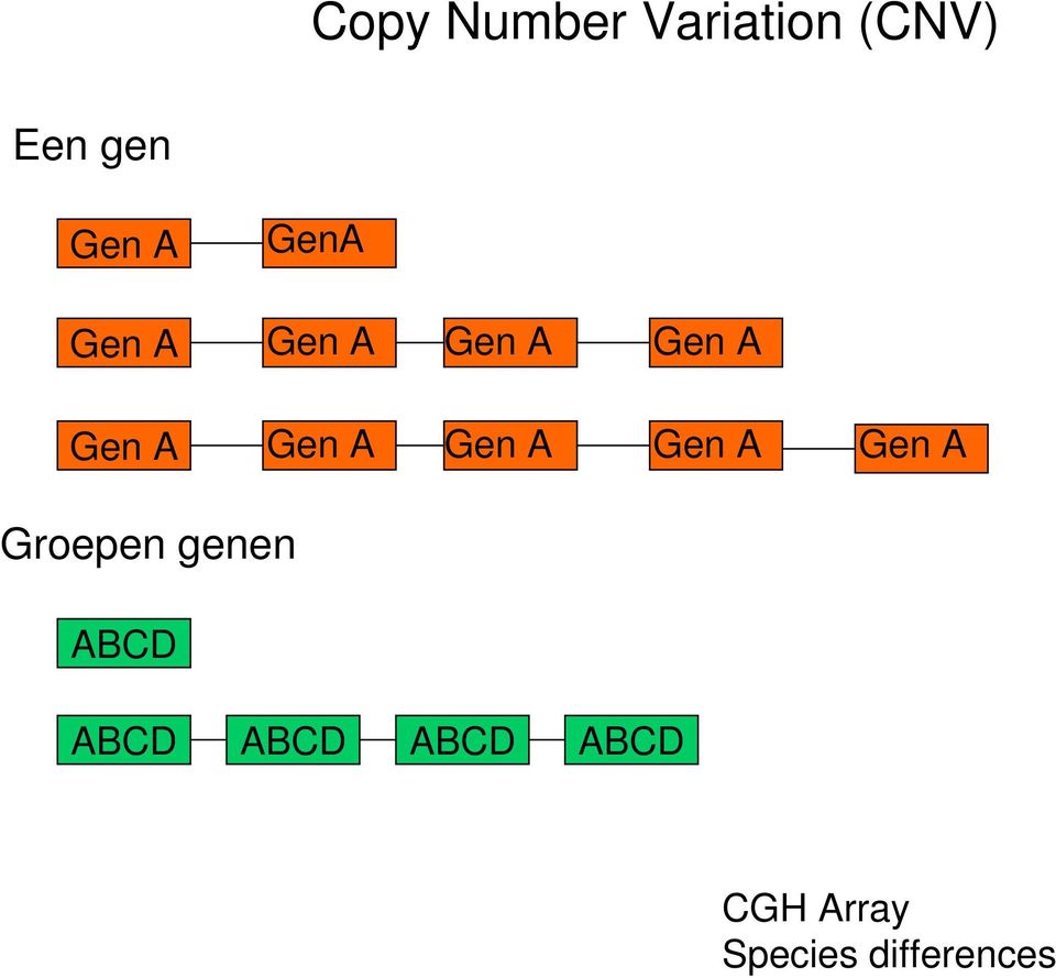 Gen A Gen A Gen A Groepen genen ABCD ABCD