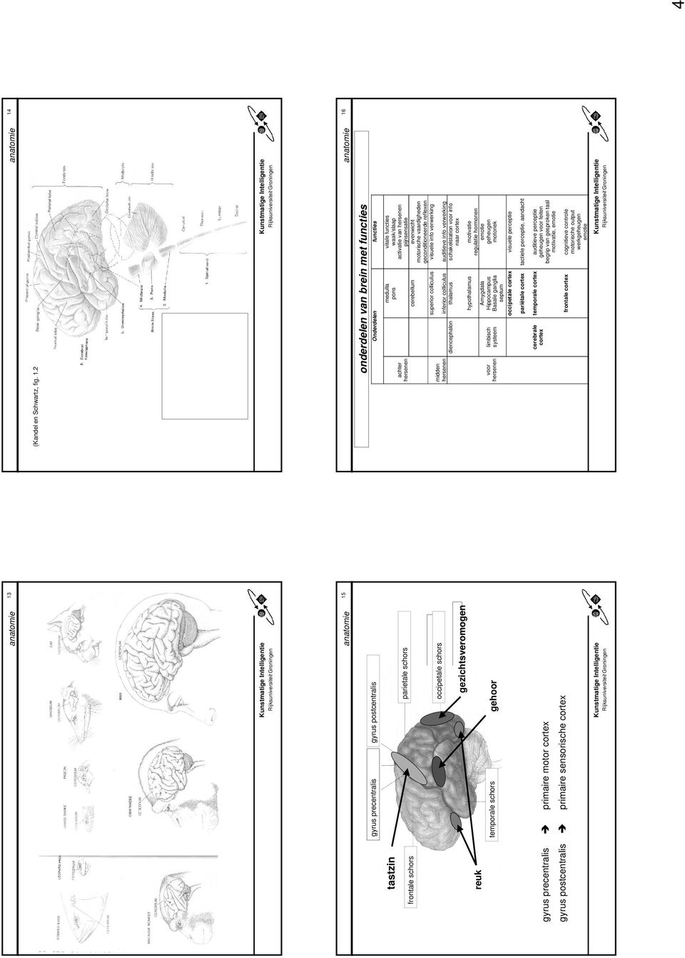 15 (Kandel en Schwartz, fig. 1.