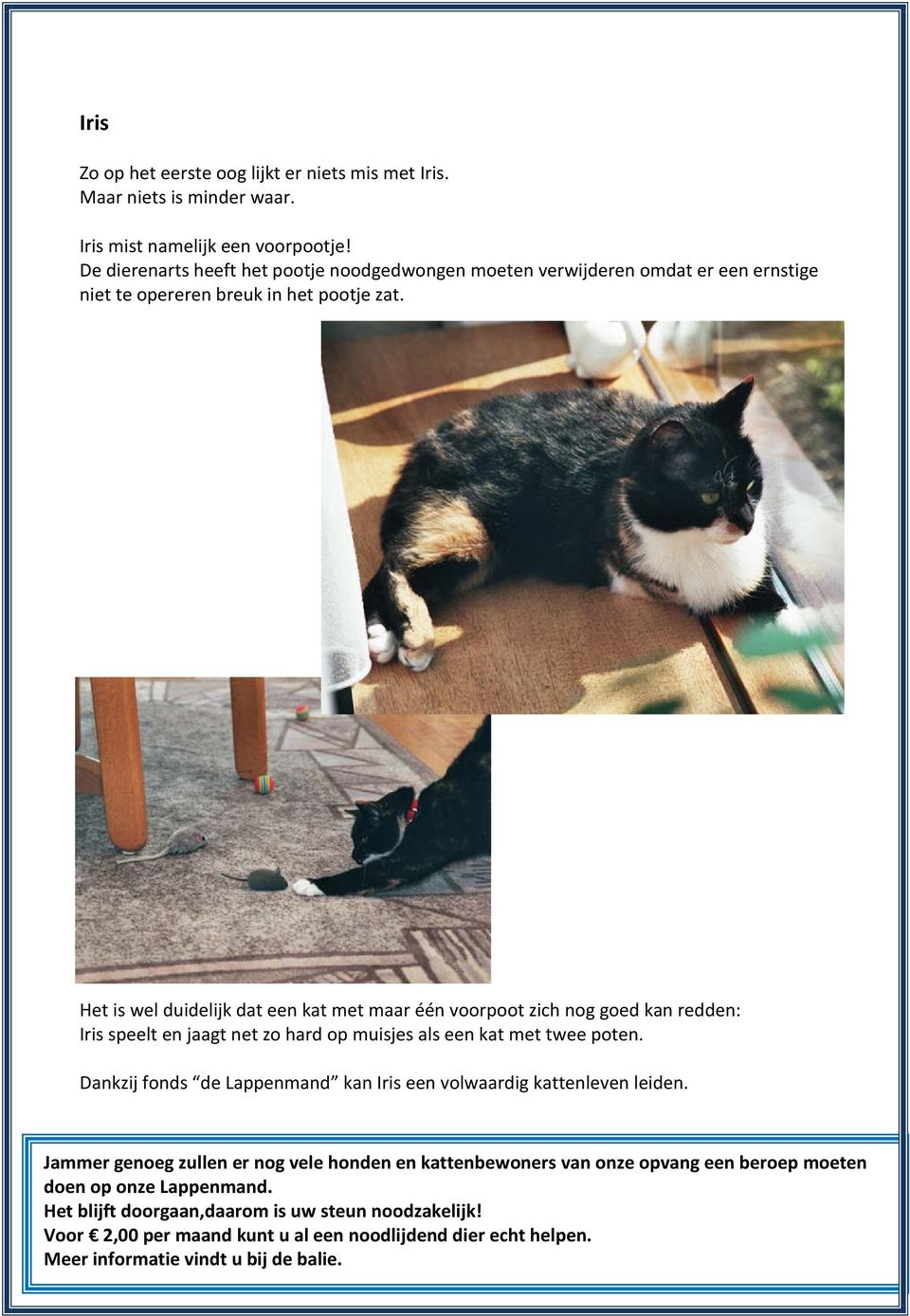 Het is wel duidelijk dat een kat met maar één voorpoot zich nog goed kan redden: Iris speelt en jaagt net zo hard op muisjes als een kat met twee poten.