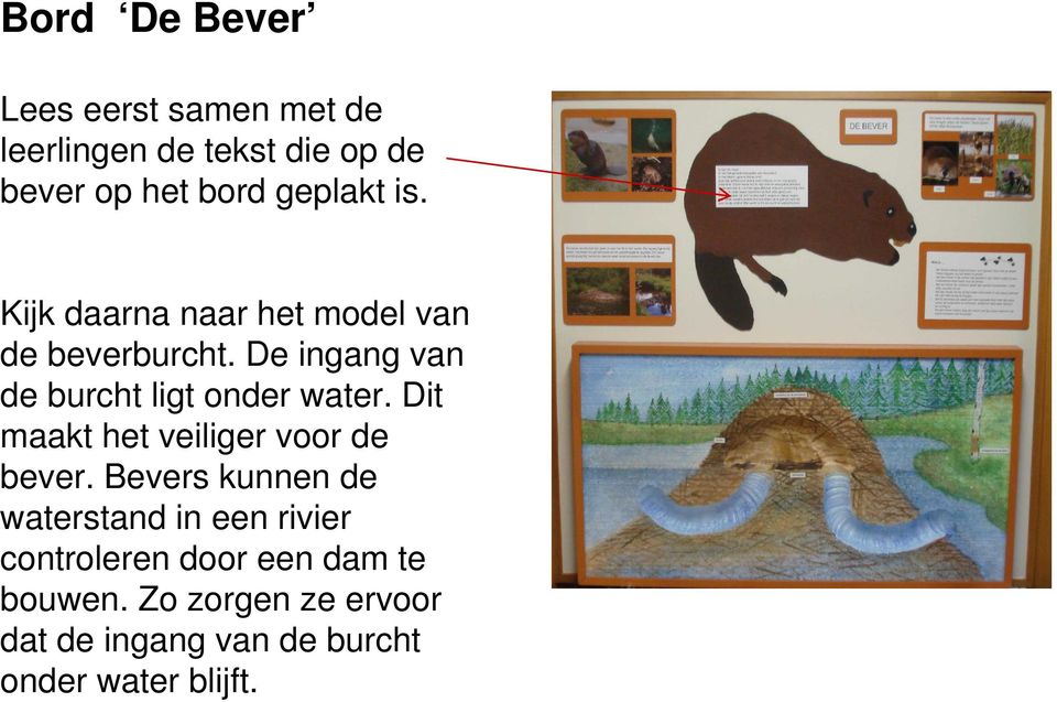 De ingang van de burcht ligt onder water. Dit maakt het veiliger voor de bever.